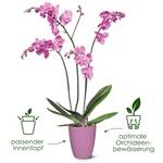 brussels orchidee hoch 12,5cm weiss